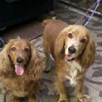 Riko y  balo